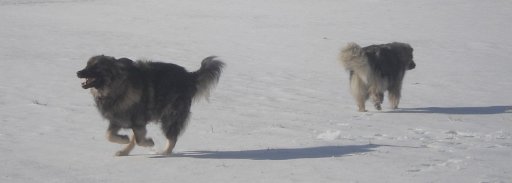 DSC02203 shar galopp brita